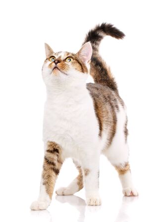 A cute cat stands on a white background and looks up.の写真素材