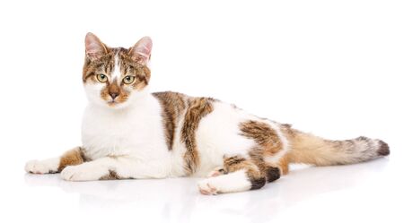 Portrait of a homeless cat. Cat without breed.の写真素材
