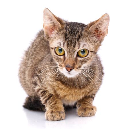 Brown strip cat isolated on white. animal and pet conceptの写真素材