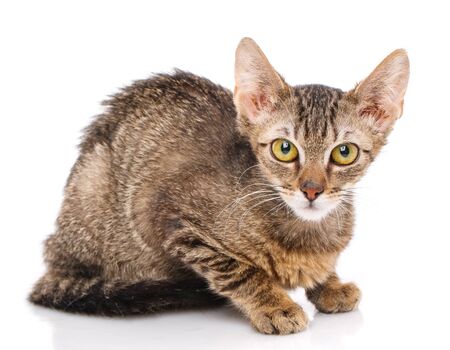 Cat, pet, and cute concept - kitten on a white background. Cat posterの写真素材