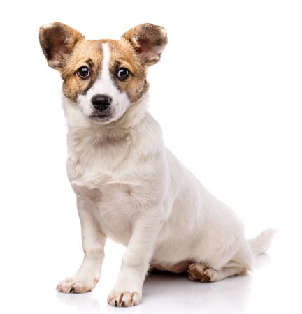 The dog sits sideways and looks at the camera. As package design element for dog food. Isolated on a white backgroundの写真素材