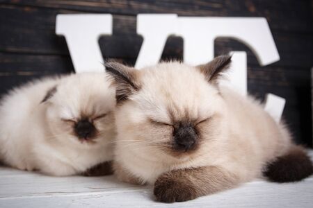 Concept of a leaflet for pet products. Lovely fluffy kittens on a background word LOVE. Kittens is sleeping. Two fluffy, cute kittens on a dark backgroundの写真素材