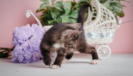 Little fluffy kitten at the studio. A funny kitten visiting a photographer. Fluffy kitten to walk around the tableの写真素材