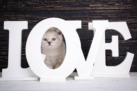 Scottish straight cat cream color. As an element of the design of the showcase. Purebred Kitten at the photo studio. The pussy hid behind the lettersの写真素材