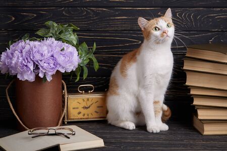 A furry pussy with long mustache looks up. Cat sits beside purple flowers, books and clockの写真素材