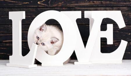 Scottish straight cat cream color. Making a postcard for a lovers day. Lovely fluffy kitten on a background word LOVE. Kitten looks through lettersの写真素材