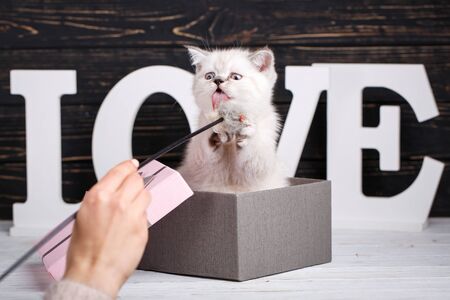 Scottish straight cat cream color. As a design element gift wrapping. Lovely fluffy kitten on a background word LOVE. A playful kitten in the boxの写真素材