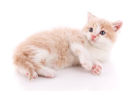 A little cute kitty lying on her back. Funny creepy kitten on a white backgroundの写真素材