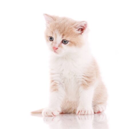 Cat, pet, and cute concept - kitten on a white background. Cat posterの写真素材