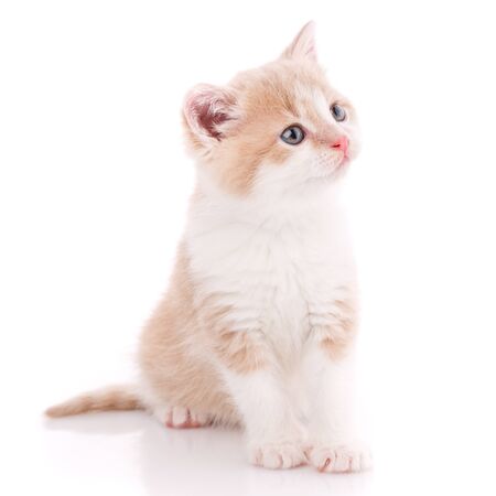 Pets, animals and cats concept - portrait of a catの写真素材