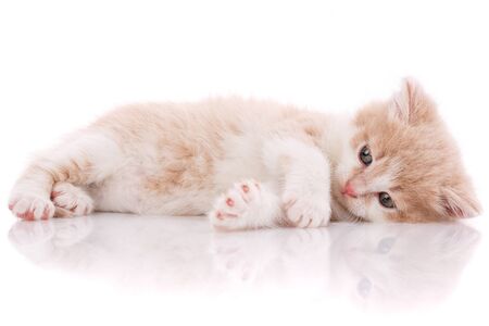 Cat is isolated on white. Pet. A true friend. Cute kittyの写真素材