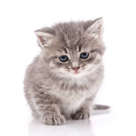 Little gray kitten on a white background. Cat with blue eyes. cat - friend of manの写真素材