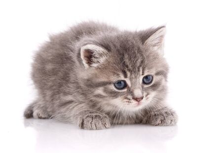 Little kitten isolated on white background. Tabby cat babyの写真素材