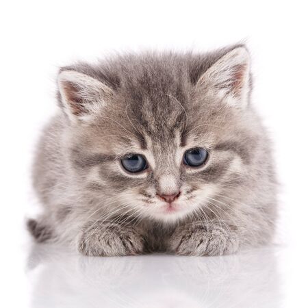 Gray domestic kitten portrait on a white background.の写真素材