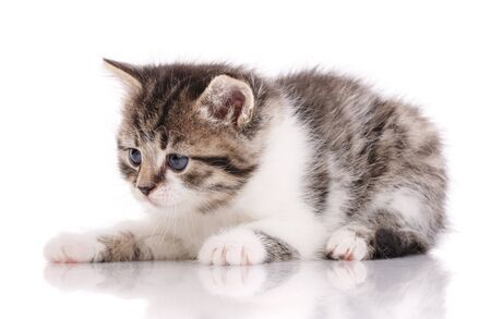 Cute baby white tabby kitten isolated on white backgroundの写真素材