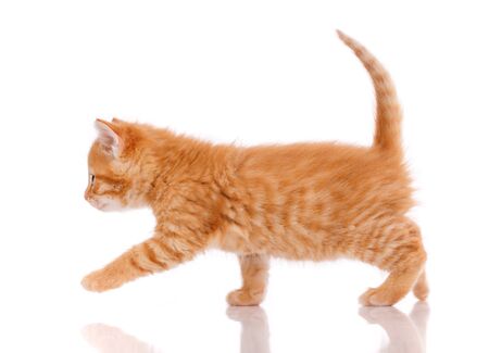Red kitten walks on a white background. Profile side viewの写真素材