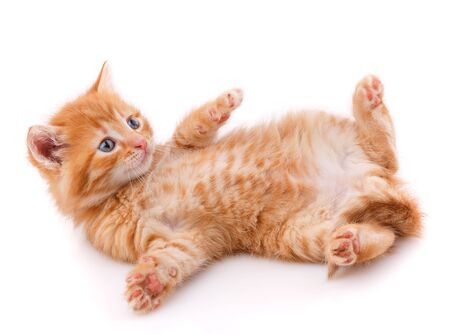 Fluffy red cat lying on the back on white backgroundの写真素材