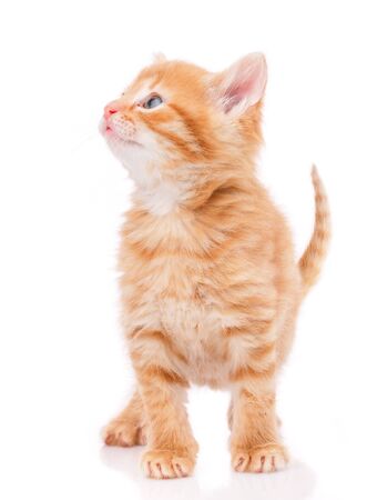 Portrait of a cat on a white background looks sidewaysの写真素材