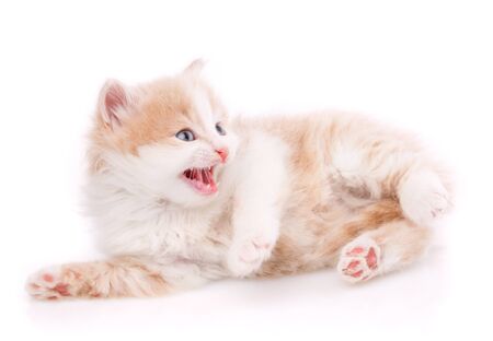 Cat is isolated on white. Pet. A true friend. Cute kitty with an open mouthの写真素材