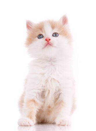 The cat on white background. Pet on white backgroundの写真素材