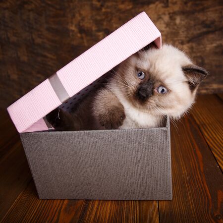 Scottish straight cat cream color. Background with kitten ready for your design. A playful kitten in the boxの写真素材