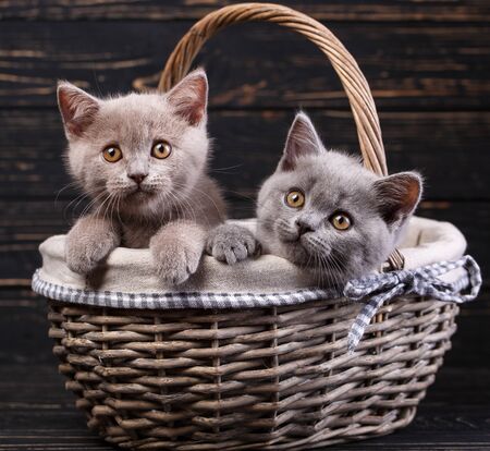 Scottish straight kittens.の写真素材