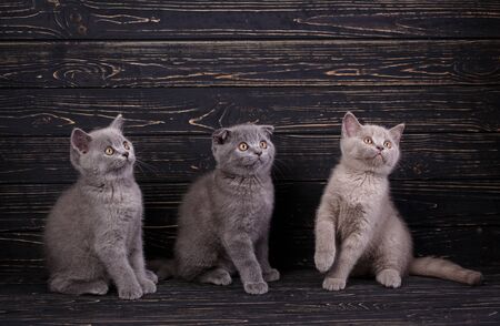 Scottish straight and scottish fold kittens. Playful breeding kittens look right. Funky kittens explore new territories. On a black backgroundの写真素材