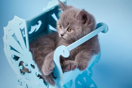 Scottish straight kitten. A furry kitten looks to the left. Kitty in the light blue baby carriage. A playful, fluffy kitten explores new territories. On a blue backgroundの写真素材