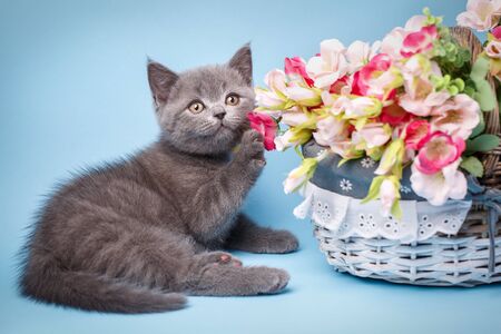 Scottish straight kitten. Gray kitty with fluffy mustache on a blue background. The cat is playing with flowers. The cat lying next to a basket with flowers. Kitten closed his eyes. Cat with decorationsの写真素材