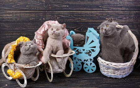 Scottish straight and scottish fold kittens. Kittens in a basket and decorative carriages. Purebred Kittens at the photo studio. On a black backgroundの写真素材