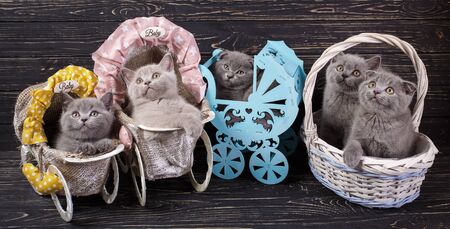 Scottish straight and scottish fold kittens. Funny kitten with decorations. Professional photography purebred kittens. On a black wooden backgroundの写真素材