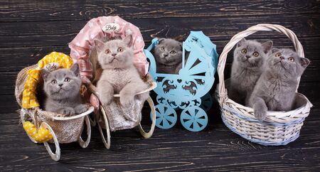 Scottish straight and scottish fold kittens. Kittens in a basket and decorative carriages. Purebred Kittens at the photo studio. Kittens are exploring new territories. On a black wooden backgroundの写真素材