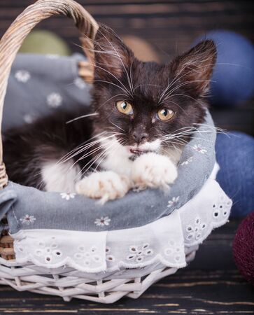 The cat is in the basket with his mouth open. Blue balls next to itの写真素材