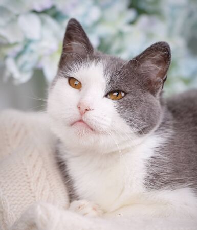 White and gray pussy lies. Cat looks rightの写真素材