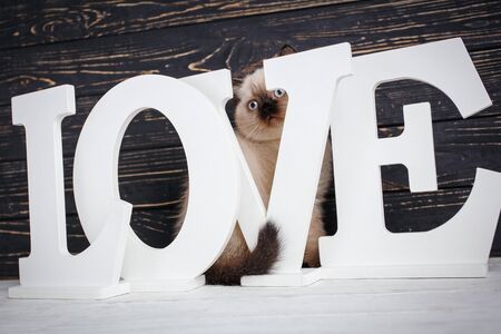 Scottish straight cat cream color. Concept of a leaflet for pet products. Kitten looks through letters. The word is LOVE on a black backgroundの写真素材