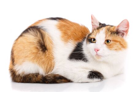 Portrait of a homeless cat. Cat without breed. The unfortunate cat needs help. On a white backgroundの写真素材