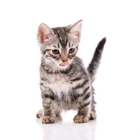 Cute gray strip a kitten isolated on a white background.の写真素材