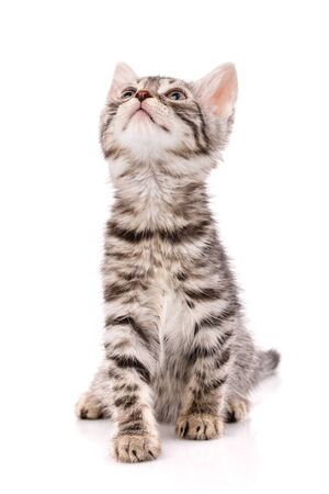 Funny striped kitten sitting and looking up on white backgroundの写真素材