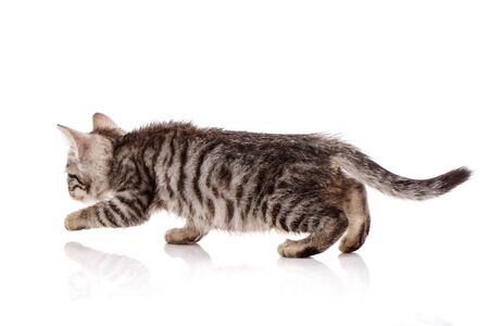 Kitty on a white background. Not looking at the camera. side viewの写真素材