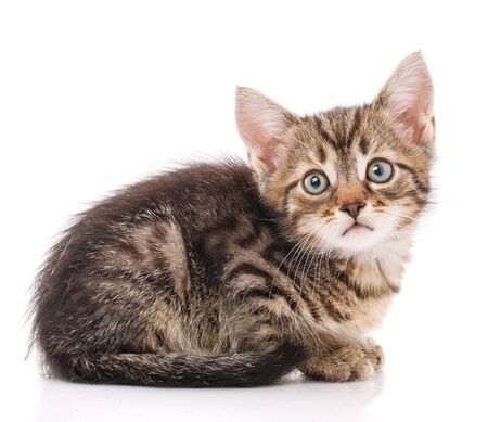 Little cute gray kitten profile side view, isolated on white background.の写真素材