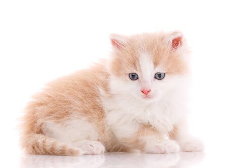 One beautiful kitten isolated on a white background. Portrait of a cat. Studio shot.の写真素材