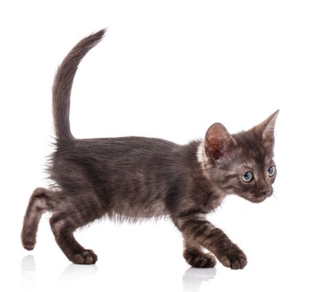 Little kitten. Favorite pet. Adorable friend of people. Isolatedの写真素材