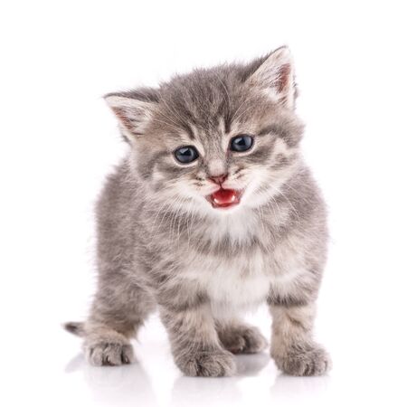 Cat is isolated on white. Pet. A true friend. Cute kitty with an open mouthの写真素材