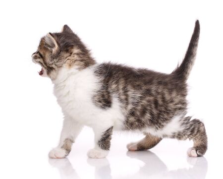 Cute tabby kitten isolated on white background. Side view.の写真素材