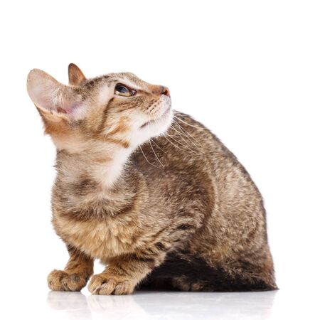 Cat is isolated on white. Cat poster. Kitty without breed.の写真素材