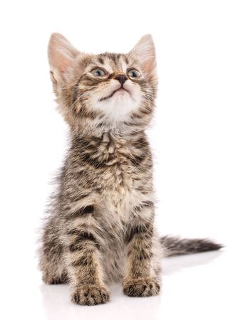 Beautiful little cat isolated on a white background.の写真素材