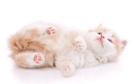 Cute playful kitten cat isolated on white. Pet lying on the backの写真素材