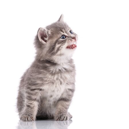 Portrait of a cat on a white background looks sidewaysの写真素材