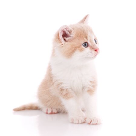Portrait of a cat on a white background looks sidewaysの写真素材