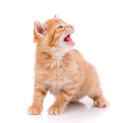 Cat is isolated on white. Pet. A true friend. Cute kittyの写真素材